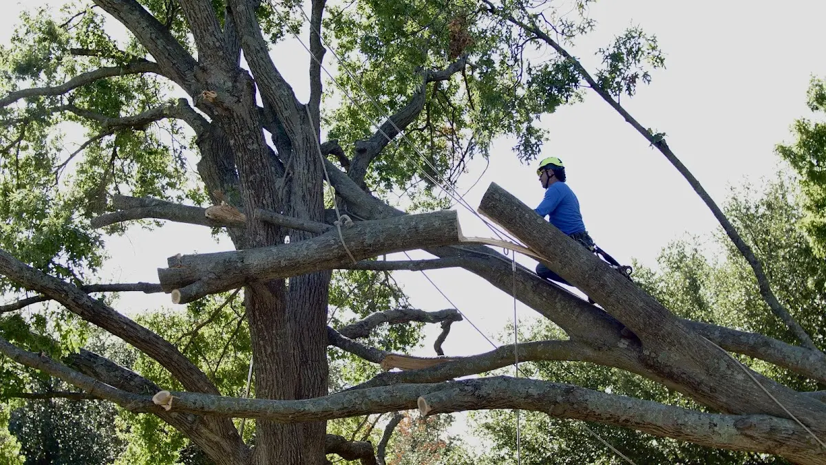 Professional Crown Thinning performed by certified arborists in Saint Patrick